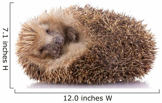 Hedgehog (erinaceus Albiventris) Sleeping, Isolated on White Bac Wall Decal