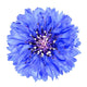 Blue Cornflower Flower Wall Decal