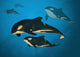 Orca Family Wall Decal