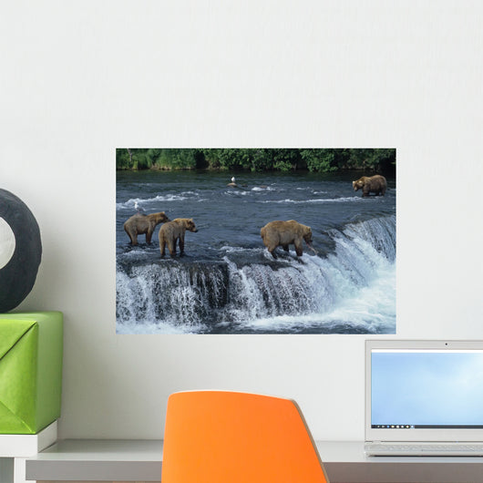 Female grizzly with her cubs at waterfall,big male approaching. Wall Mural