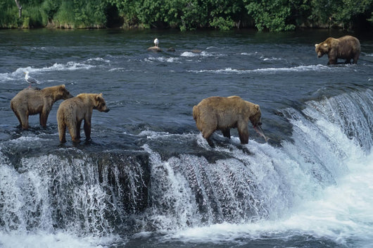 Female Grizzly With Her Cubs At Waterfall, Big Male Approaching. Wall Decal