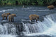 Female Grizzly With Her Cubs At Waterfall, Big Male Approaching. Wall Decal
