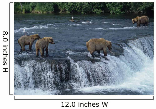Female grizzly with her cubs at waterfall,big male approaching. Wall Mural