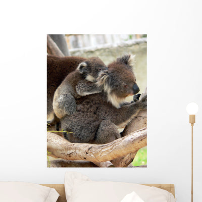 Koala Wall Decal shown on a wall