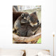 Koala Wall Mural