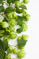 Hops Wall Decal