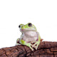 Australian Green Tree Frog Wall Decal
