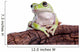 Australian Green Tree Frog Wall Decal