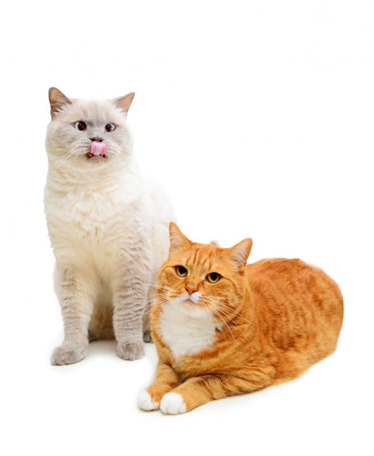 Two Cats Wall Decal