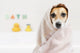 Bathroom Washed Dog Wall Decal