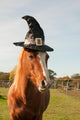 Pony Dressed For Halloween Wall Decal