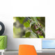Australian Green Tree Frog Wall Mural
