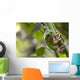 Australian Green Tree Frog Wall Mural