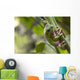 Australian Green Tree Frog Wall Mural