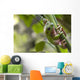 Australian Green Tree Frog Wall Mural