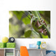 Australian Green Tree Frog Wall Mural