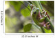 Australian Green Tree Frog Wall Mural