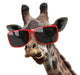 Giraffe Hipster Sunglasses Wall Decal