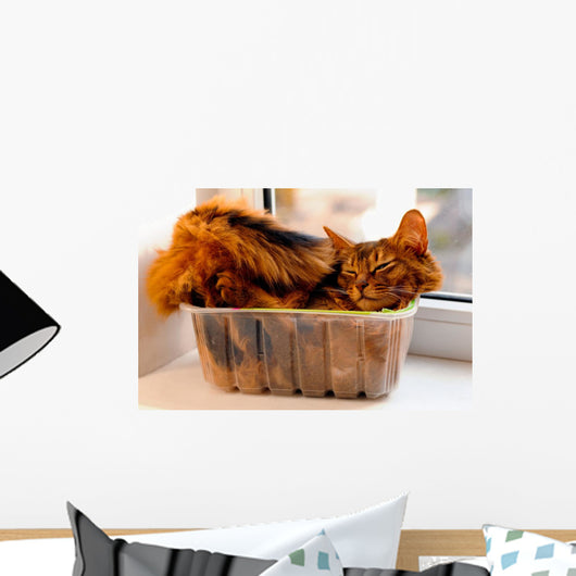 Somali cat inside box Wall Mural