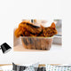 Somali cat inside box Wall Mural