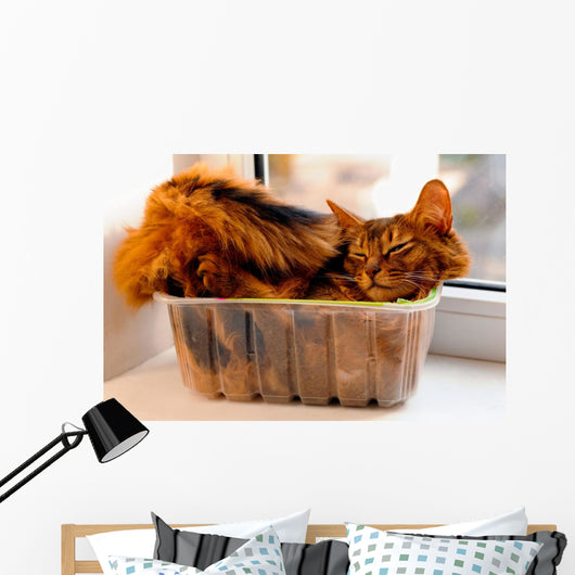 Somali cat inside box Wall Mural