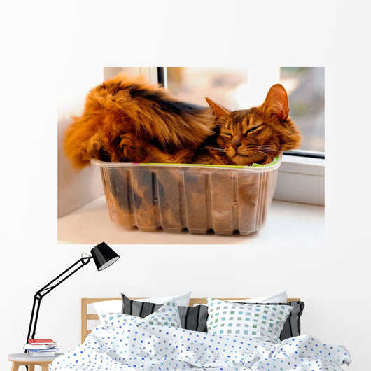 Somali cat inside box Wall Mural