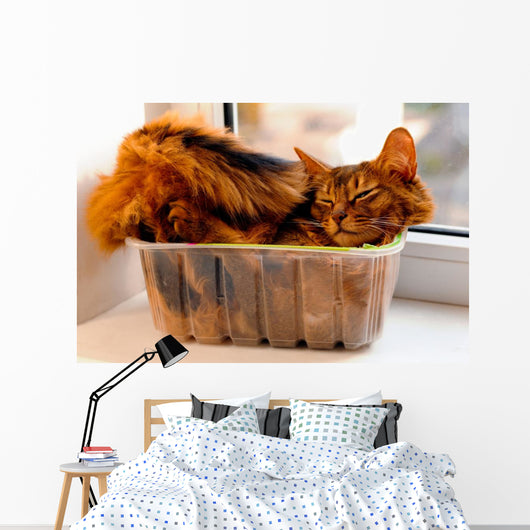 Somali cat inside box Wall Mural