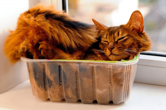 Somali Cat Inside Box Wall Decal