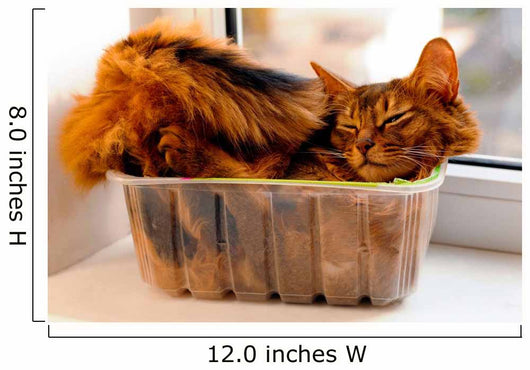 Somali cat inside box Wall Mural