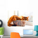 Cute cat in a box Wall Mural
