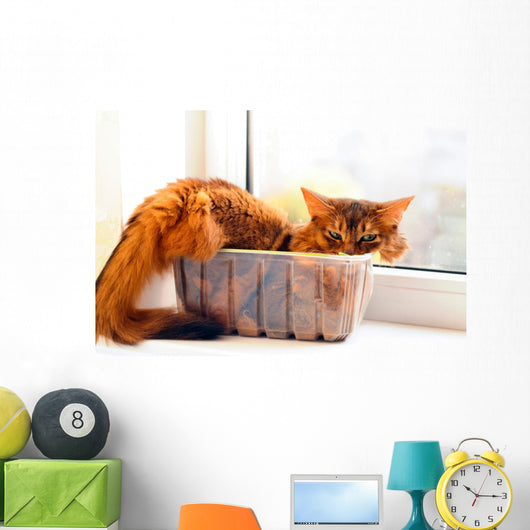 Cute cat in a box Wall Mural