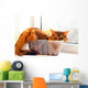 Cute cat in a box Wall Mural