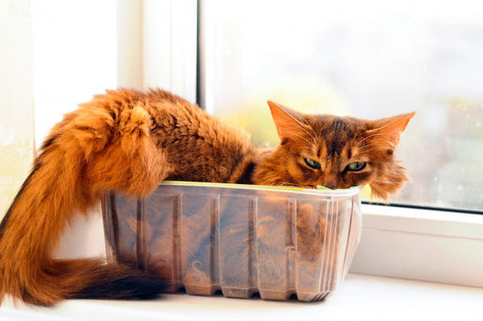 Cute Cat In A Box Wall Decal