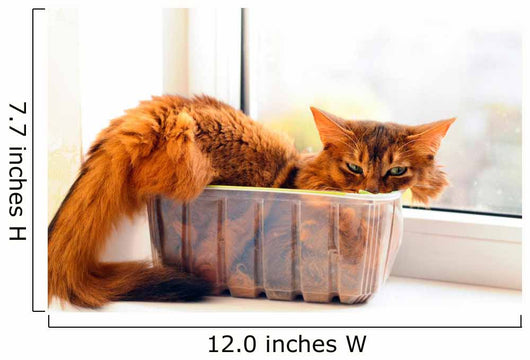 Cute cat in a box Wall Mural