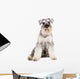 miniature schnauzer dog Wall Decal