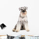 miniature schnauzer dog Wall Decal