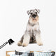 miniature schnauzer dog Wall Decal