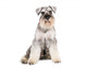 Miniature Schnauzer Dog Wall Decal