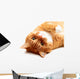 Ginger Cat Wall Decal