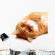 Ginger Cat Wall Decal
