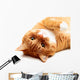 Ginger Cat Wall Decal