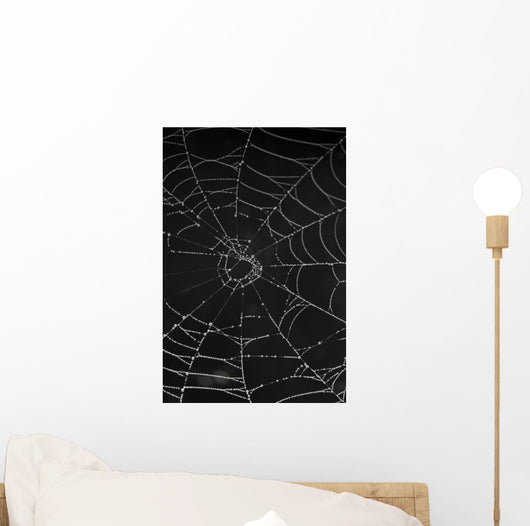 cobweb with morning dew Wall Mural