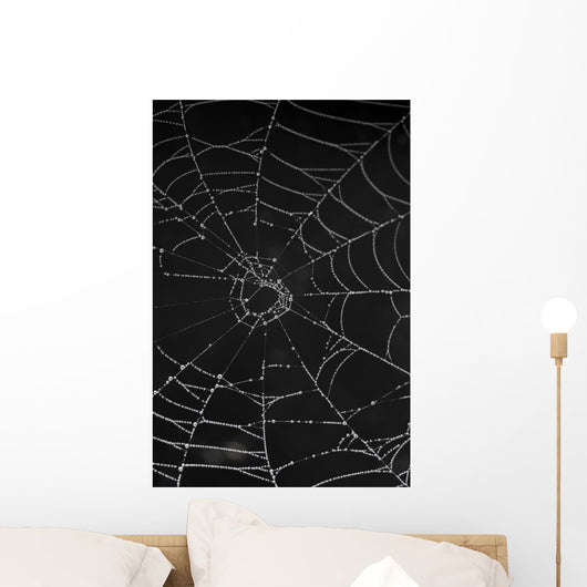 cobweb with morning dew Wall Mural