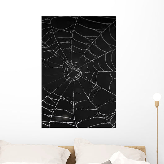 cobweb with morning dew Wall Mural