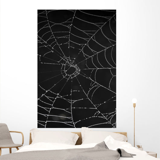 cobweb with morning dew Wall Mural