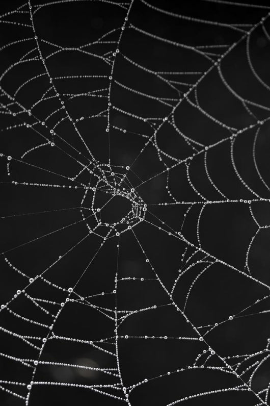 Cobweb With Morning Dew Wall Decal