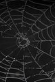 Cobweb With Morning Dew Wall Decal