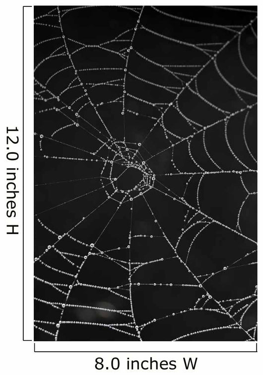 cobweb with morning dew Wall Mural