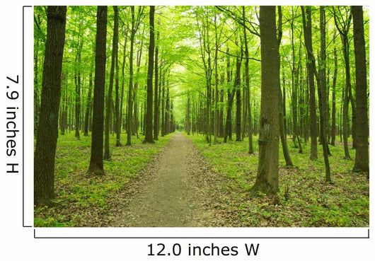forest green Wall Mural