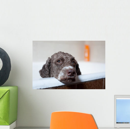 dog before bath Wall Mural